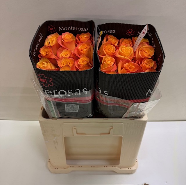 Rosa ec aloha MR.jpg